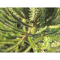 Campo Largo cumpre a terceira etapa do Projeto de Enxertia de Araucárias